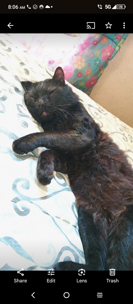 Image of Heartsy, Lost Cat