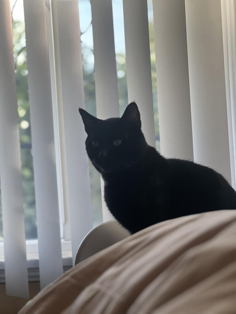 Image of Joe, Lost Cat