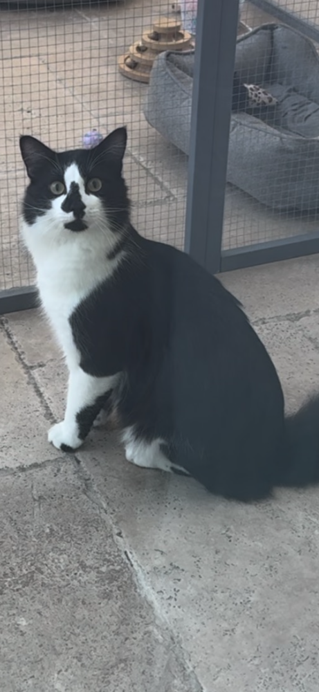 Image of Oreo, Lost Cat