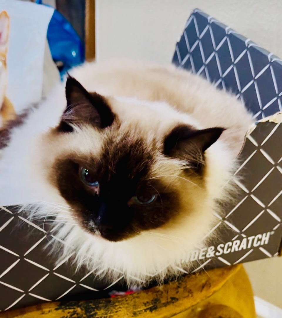 Image of Beauty, Lost Cat