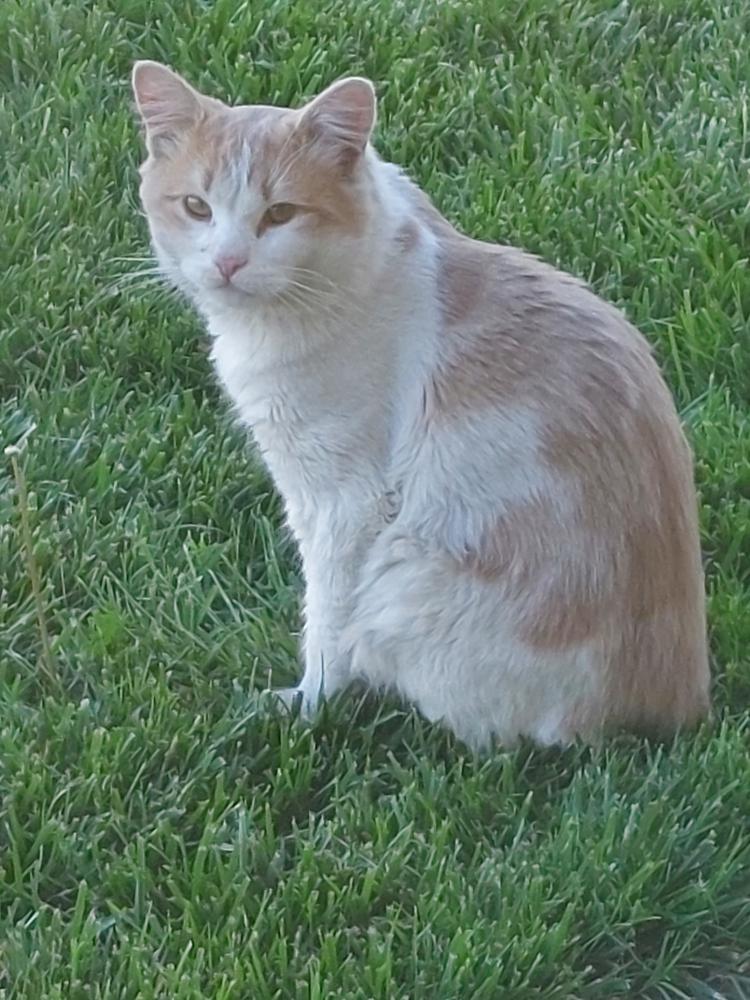 Image of Little Kitty, Lost Cat