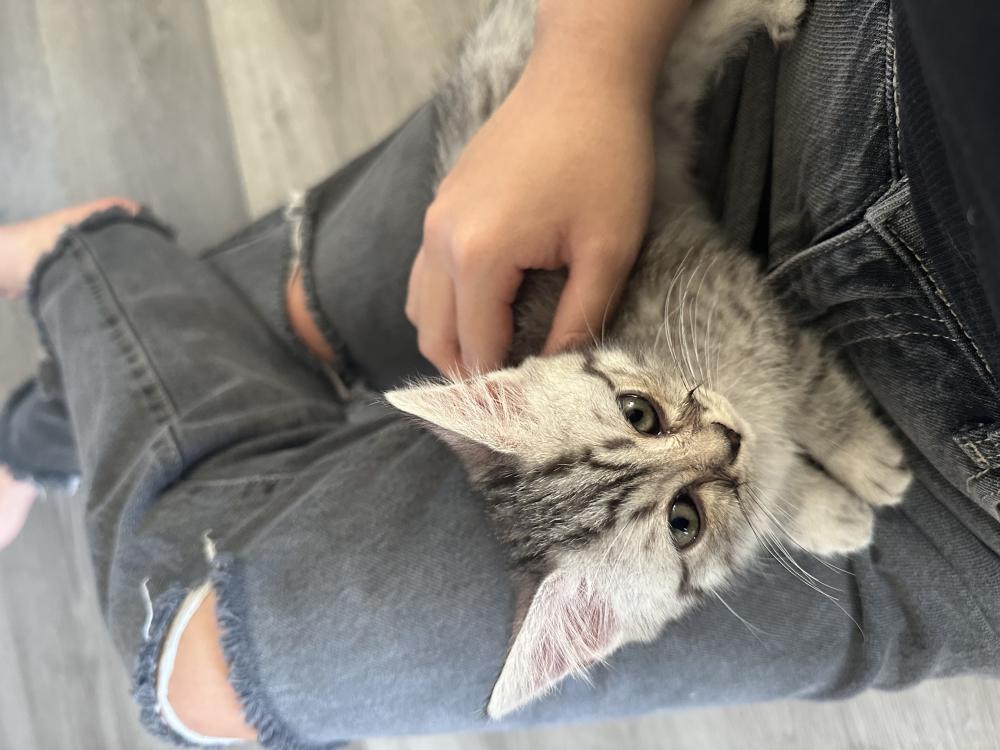 Image of Kit Kat, Lost Cat