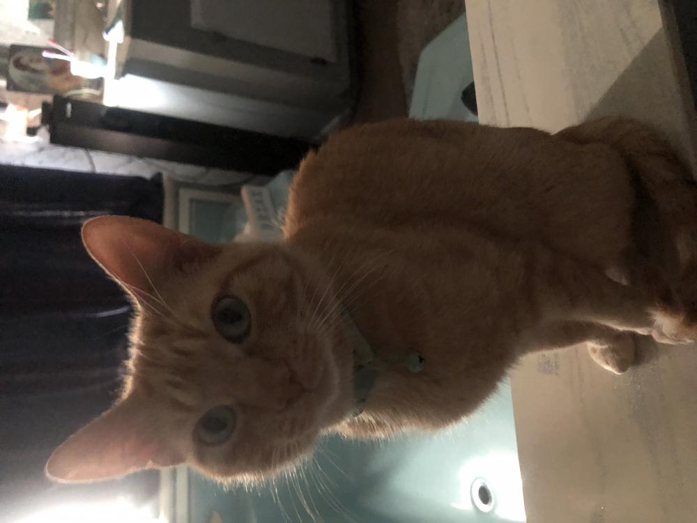 Image of Pumpkin, Lost Cat