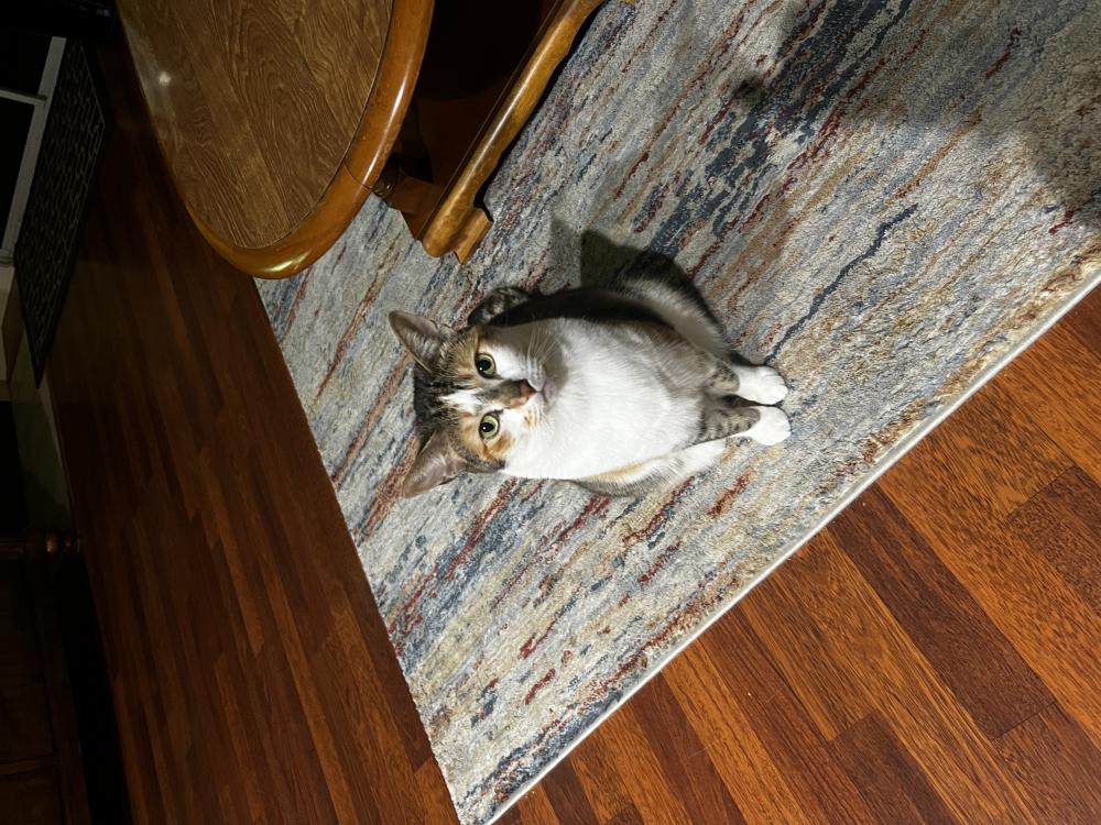 Image of Maggie, Lost Cat