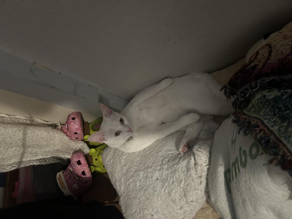 Image of Sky, Lost Cat
