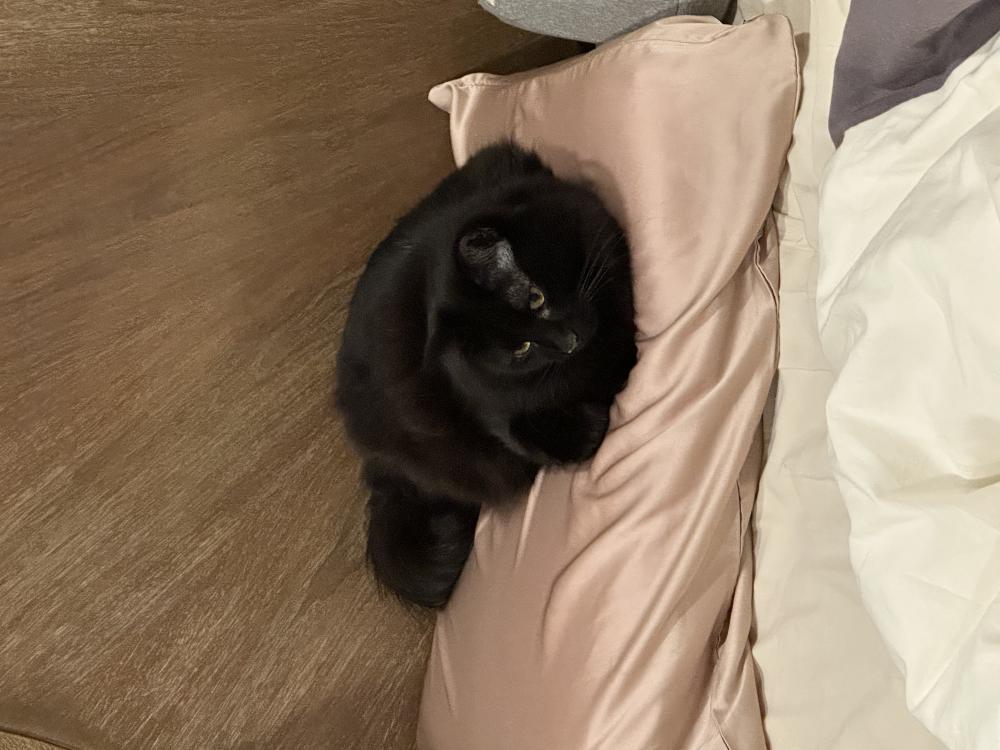 Image of Latang, Lost Cat