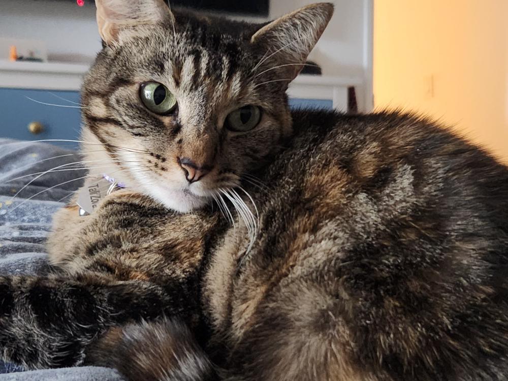 Image of Tali, Lost Cat