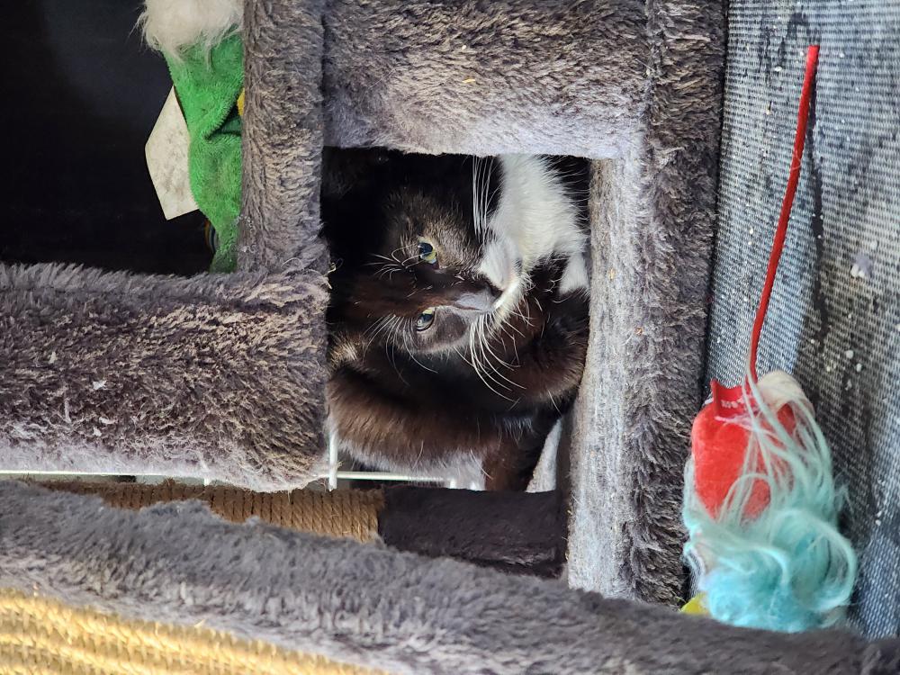 Image of Unknown, Found Cat