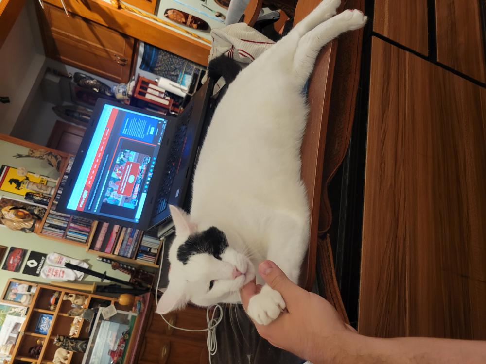 Image of Petey, Lost Cat