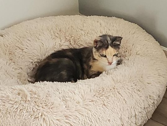 Image of Charo, Lost Cat