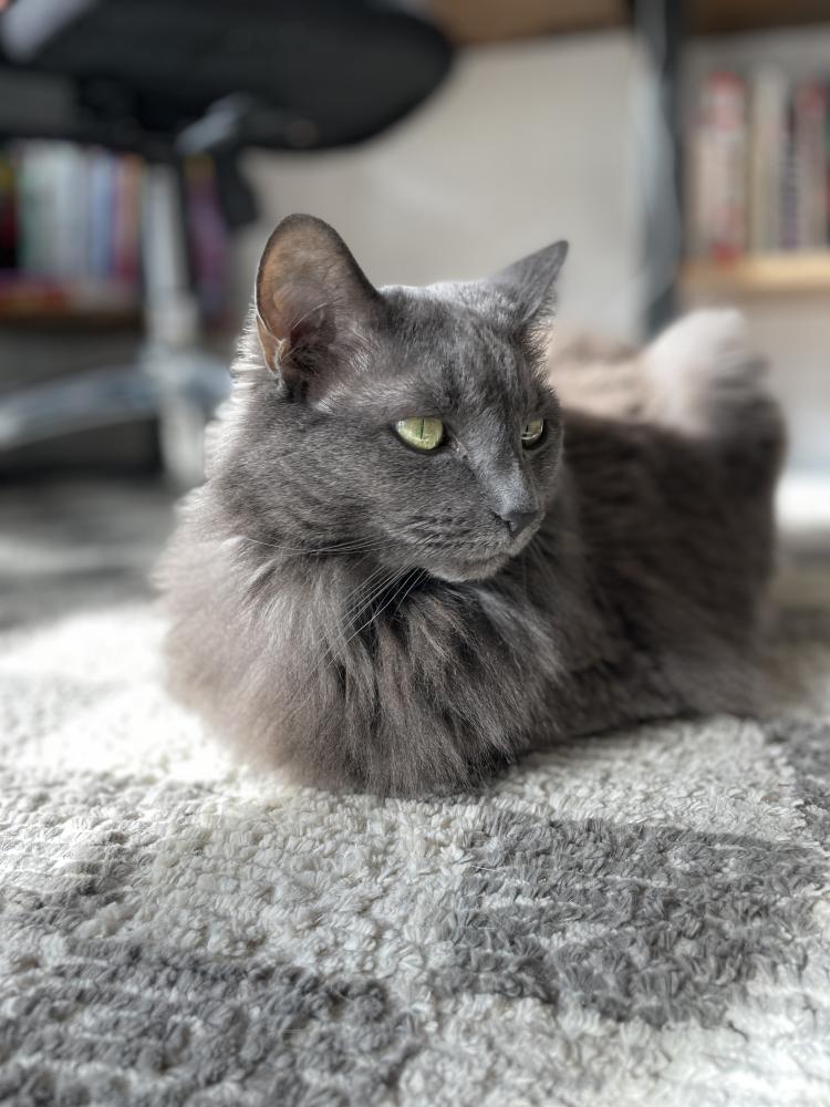 Image of Billie, Lost Cat