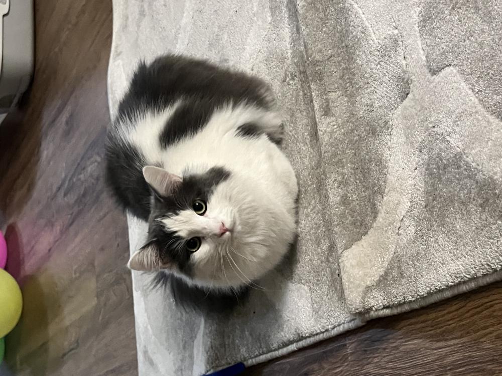 Image of Mahito, Lost Cat