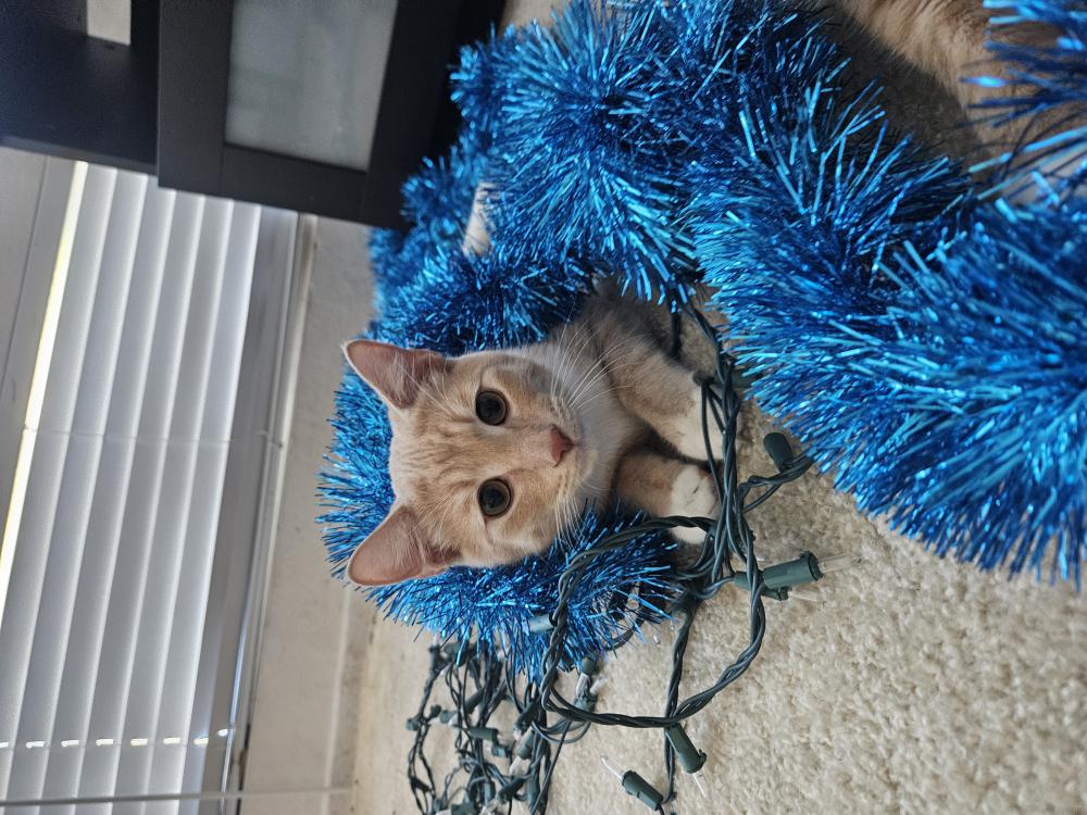 Image of Junior, Lost Cat