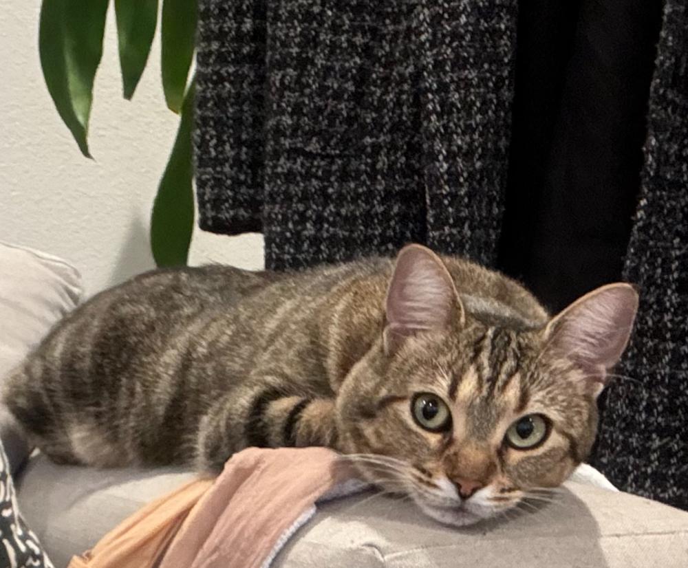 Image of Dash, Lost Cat
