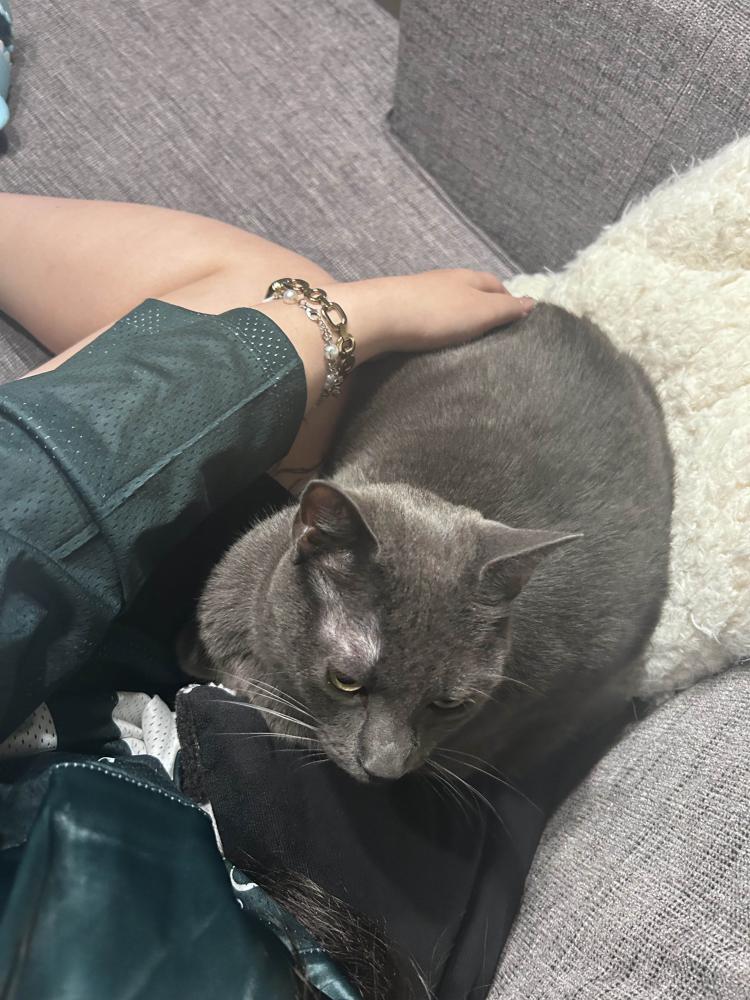 Image of Mercury, Found Cat