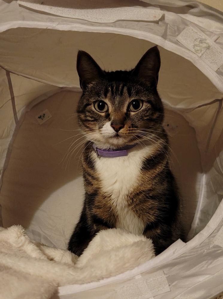 Image of Chiquita,, Lost Cat