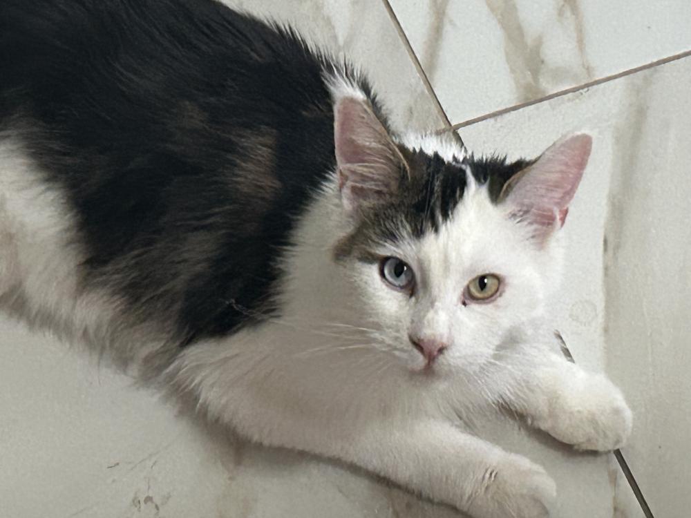 Image of Margarita, Lost Cat