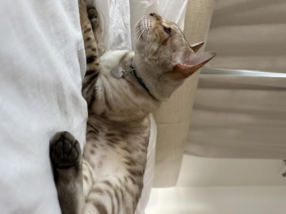Image of Prince / Kissa, Lost Cat