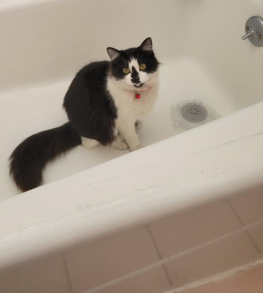 Image of Bella, Lost Cat