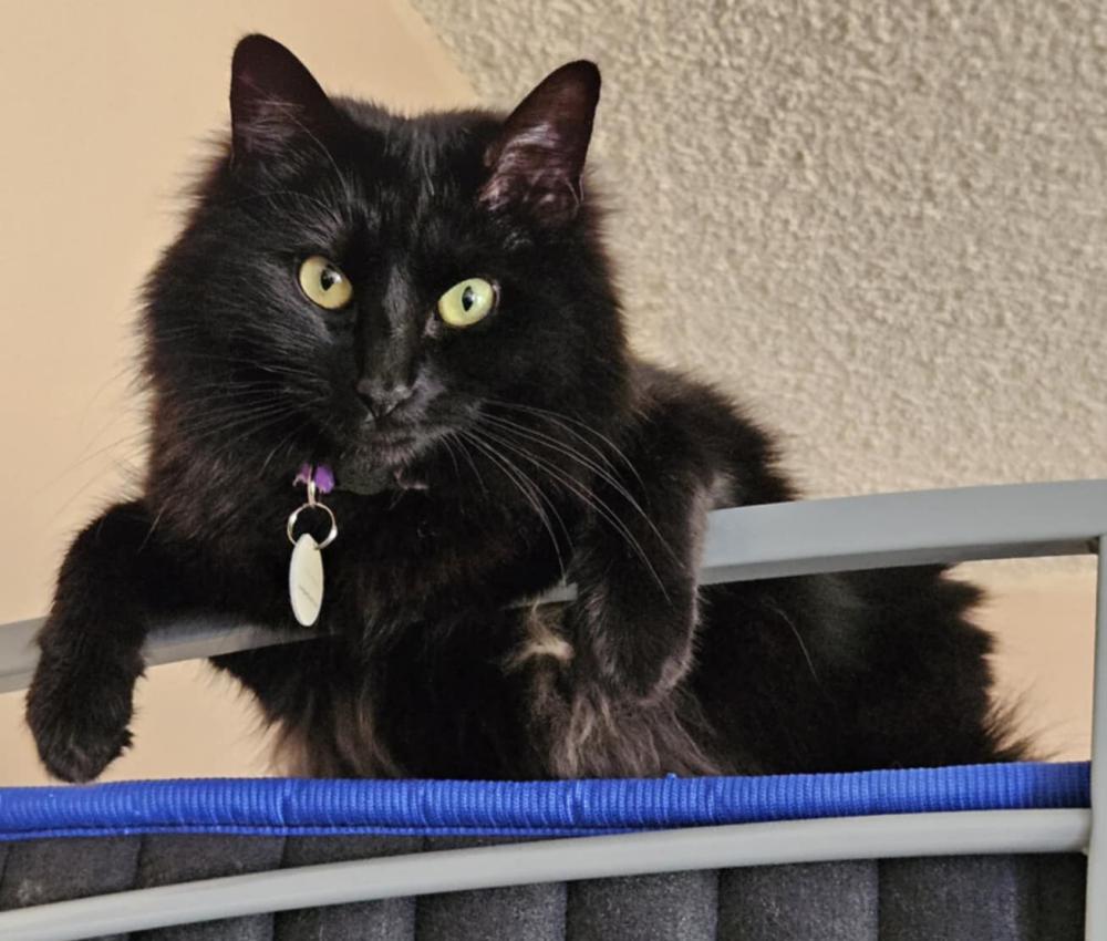 Image of Elise, Lost Cat
