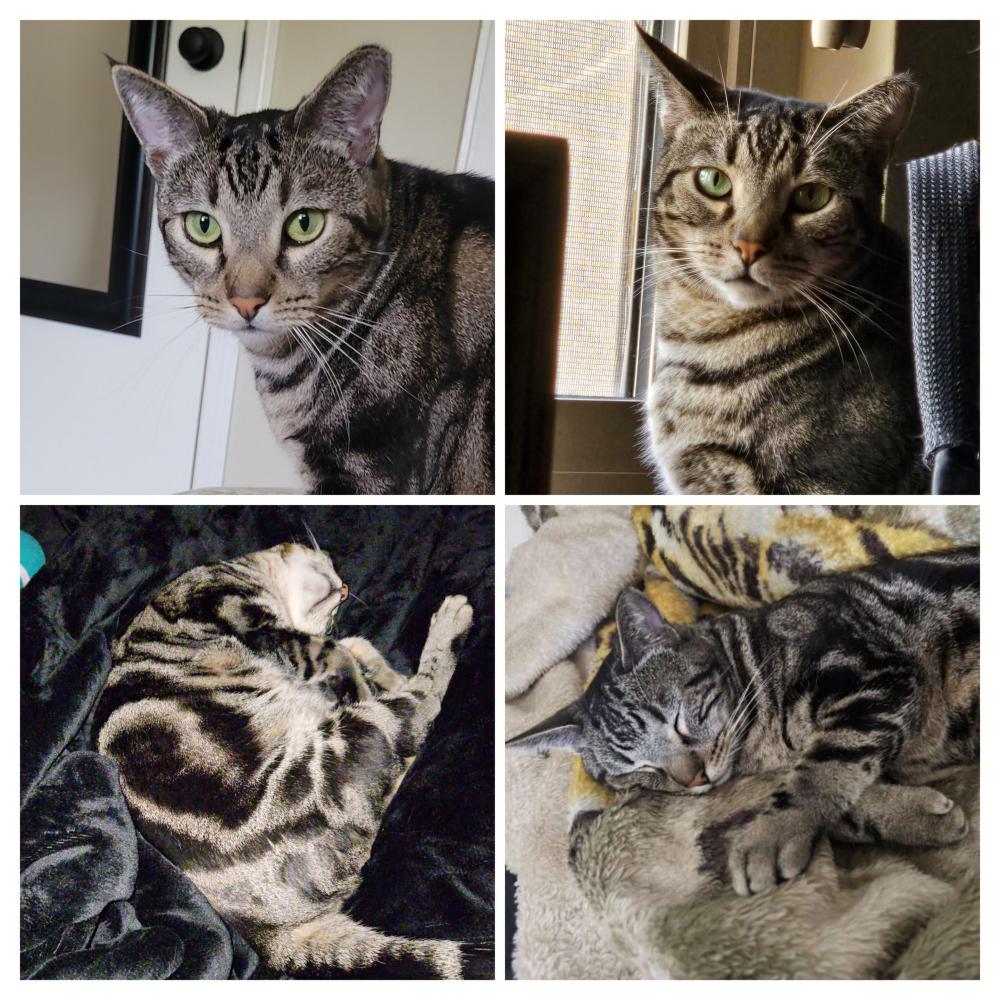 Image of Rahja, Lost Cat