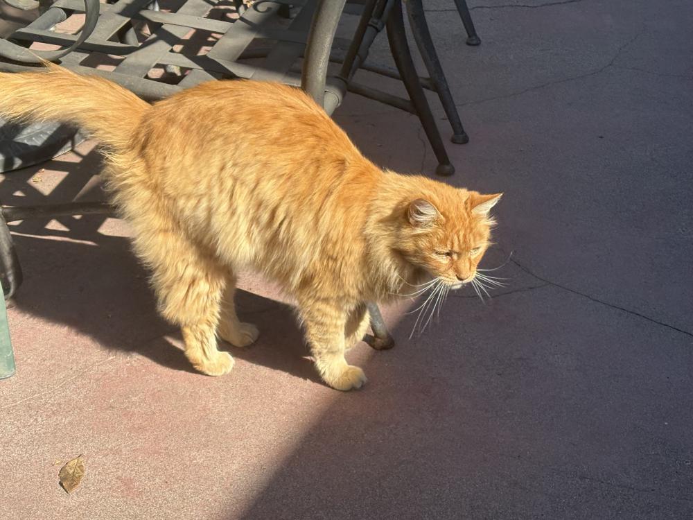 Image of O’Malley, Lost Cat