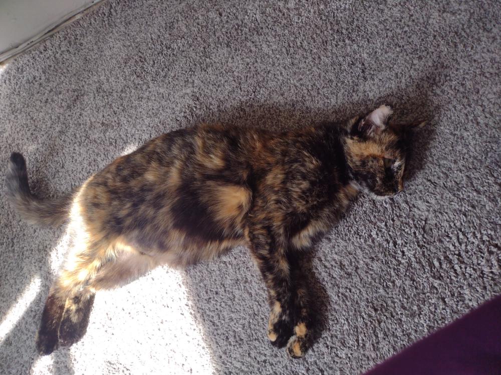 Image of Hope, Found Cat