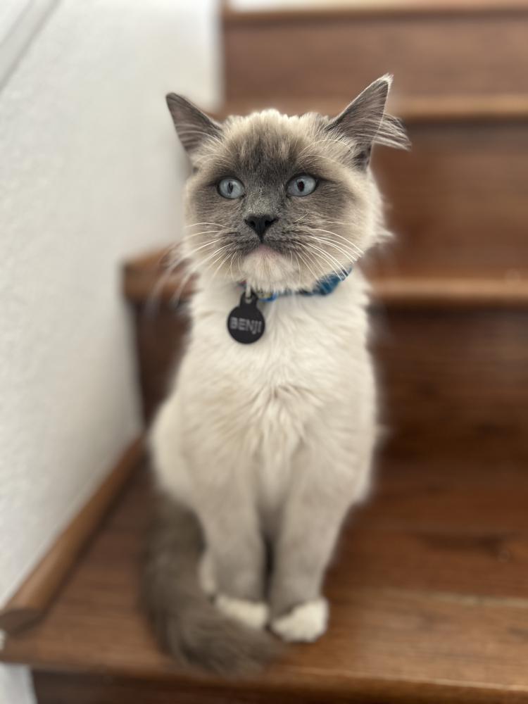 Image of Benji, Lost Cat