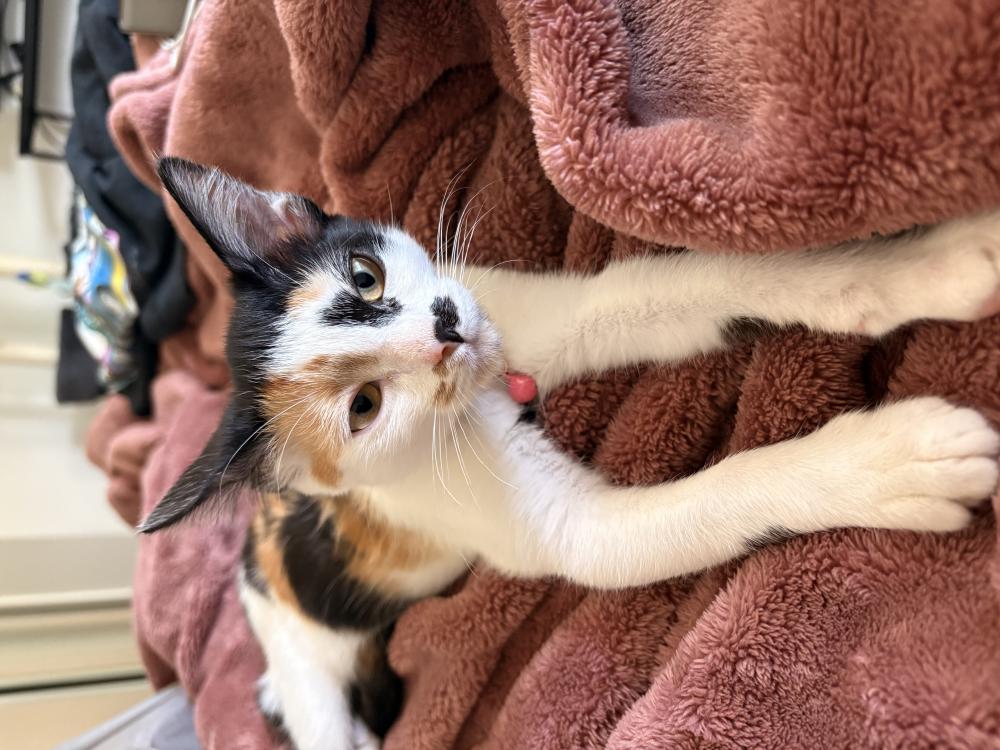 Image of Mystique, Lost Cat
