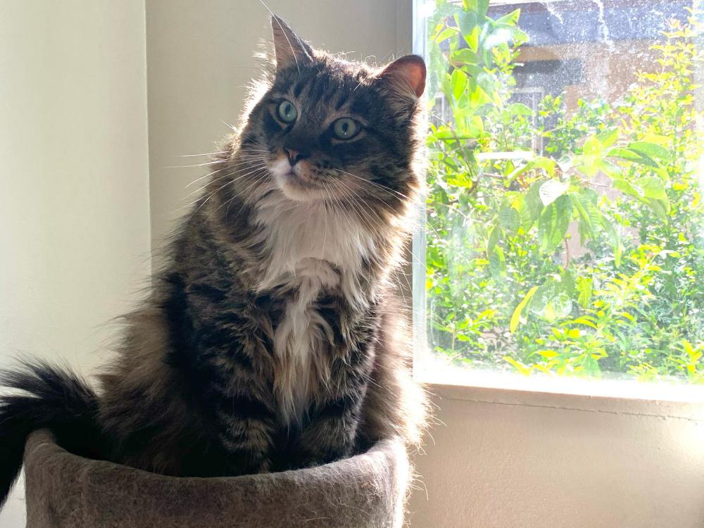 Image of Sonney, Lost Cat