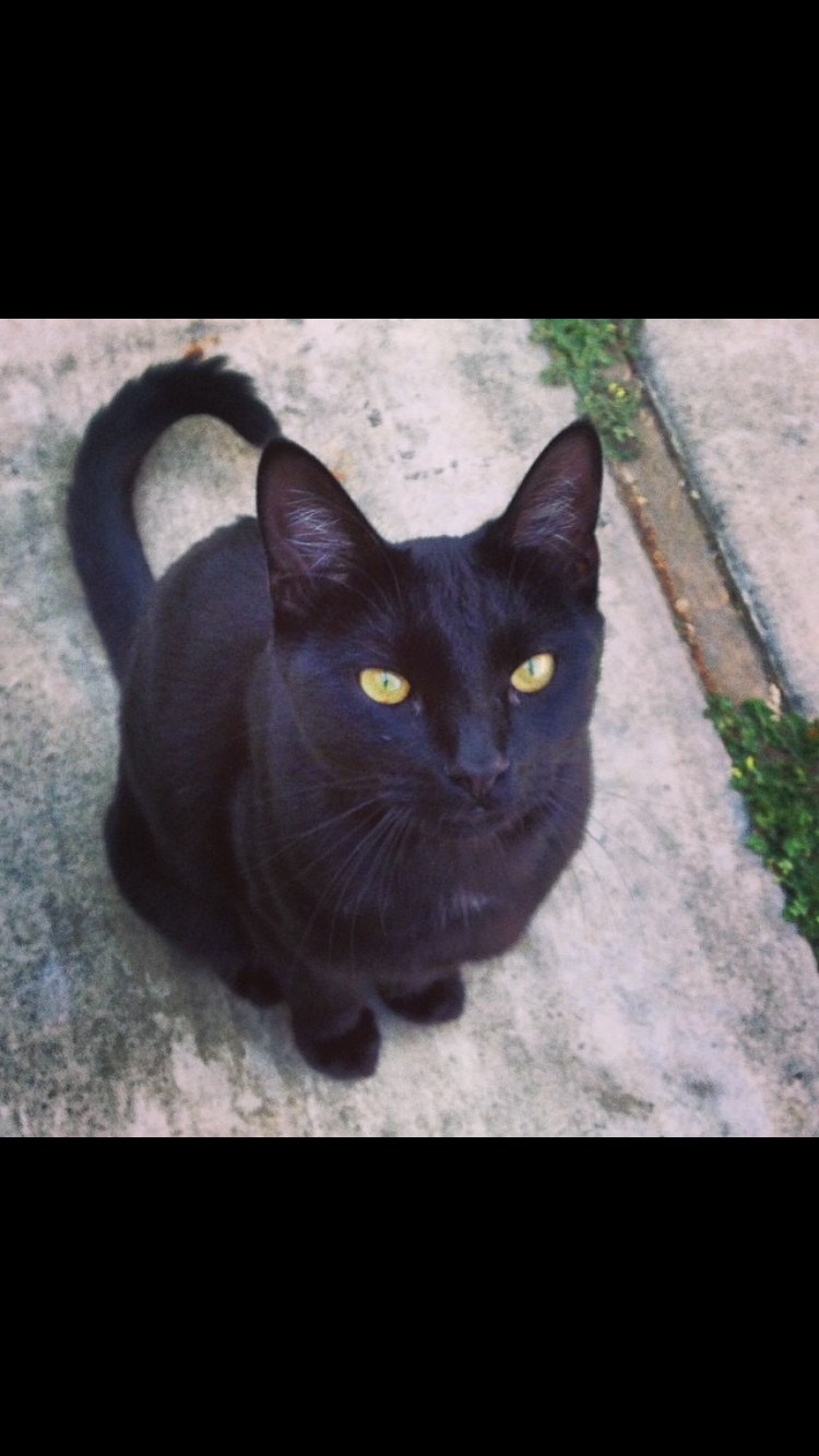 Image of Vader, Lost Cat