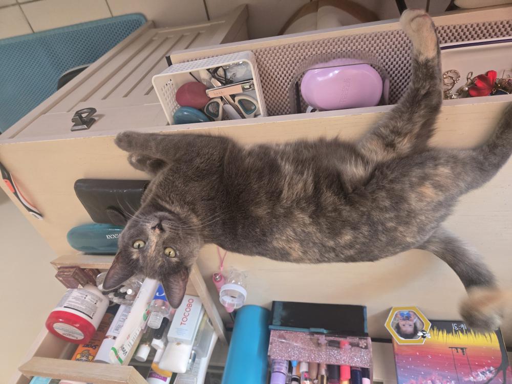 Image of Luna, Lost Cat