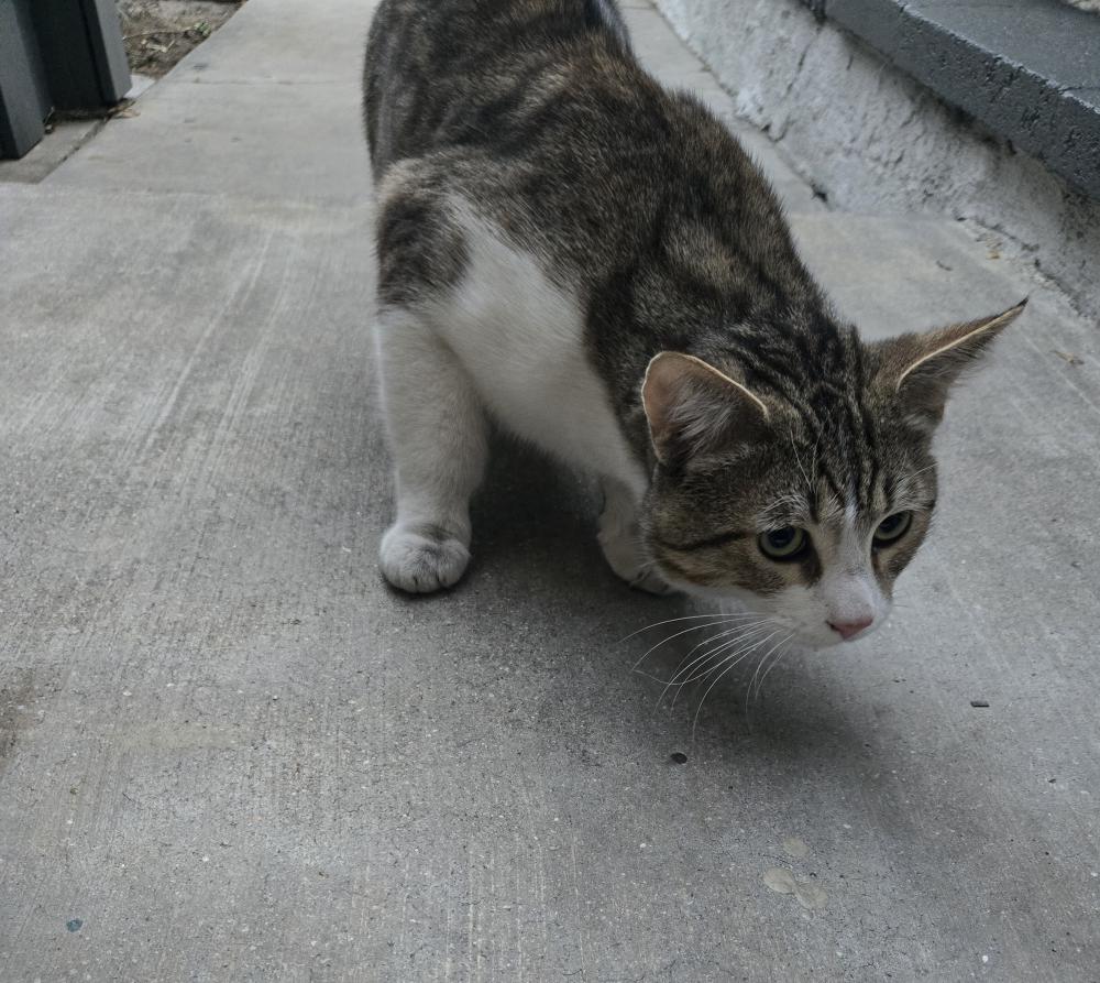 Image of Unknown, Found Cat