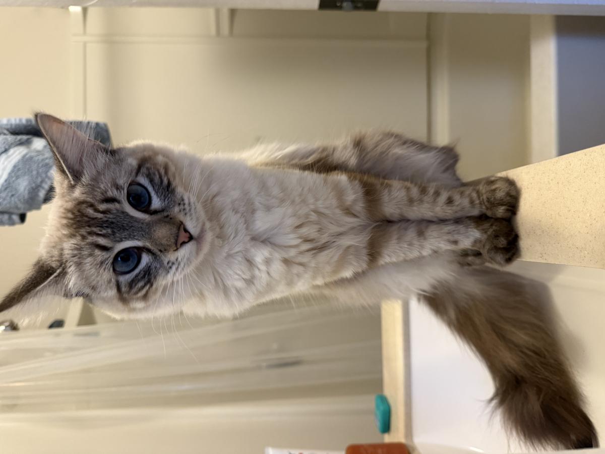 Image of Ryu, Lost Cat