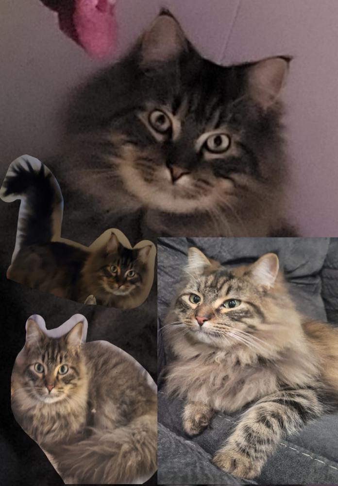 Image of Muichiro, Lost Cat