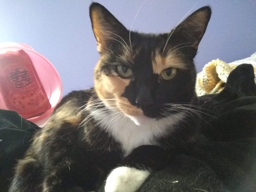 Image of PILOT, Lost Cat