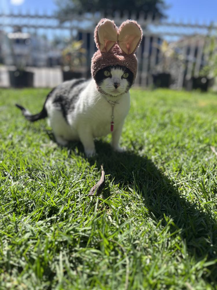 Image of Jobu, Lost Cat