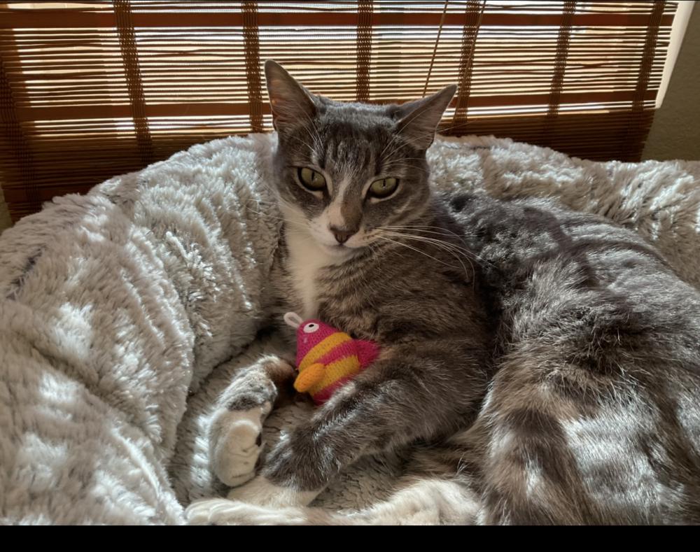 Image of Dash, Lost Cat