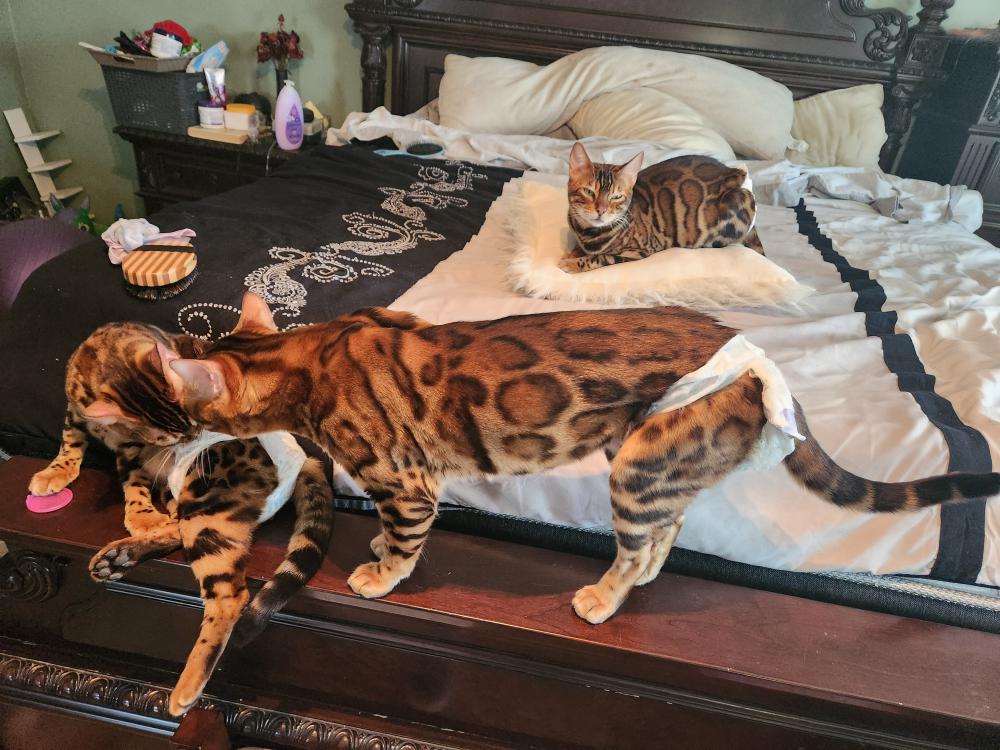Image of Genii, Lost Cat