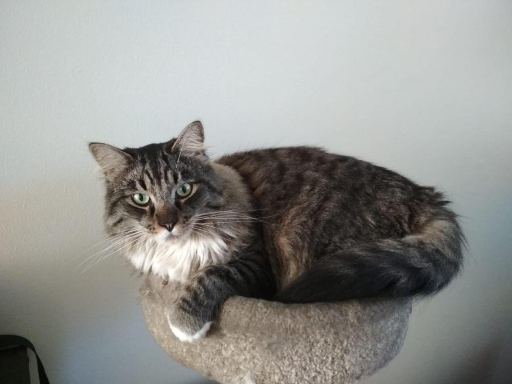 Image of Sonney, Lost Cat