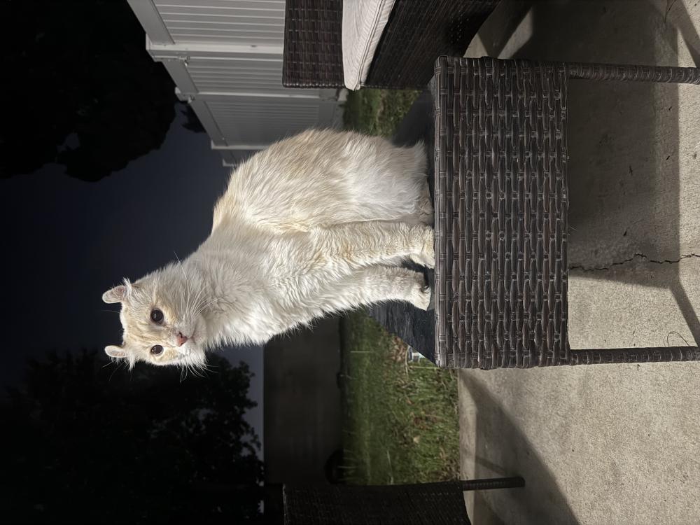 Image of Unknown, Found Cat