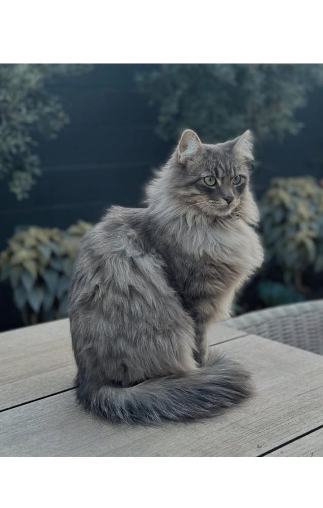Image of Chi (Chee), Lost Cat