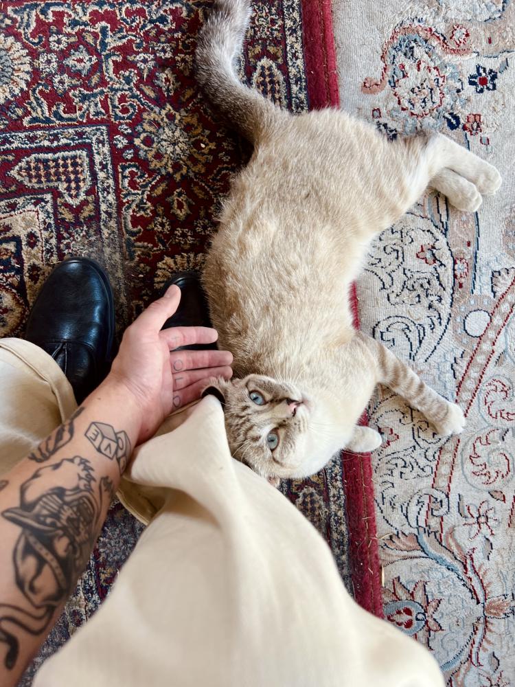 Image of Tagger, Lost Cat