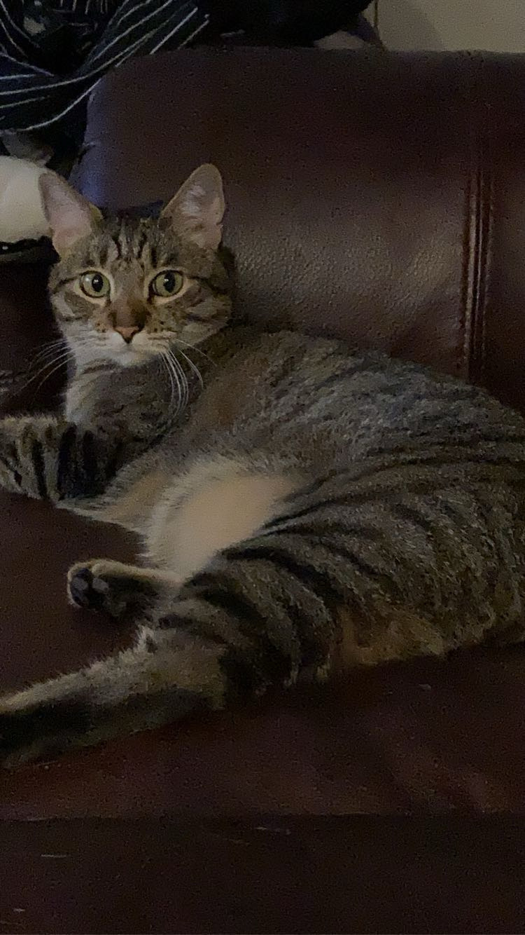 Image of Boy, Lost Cat