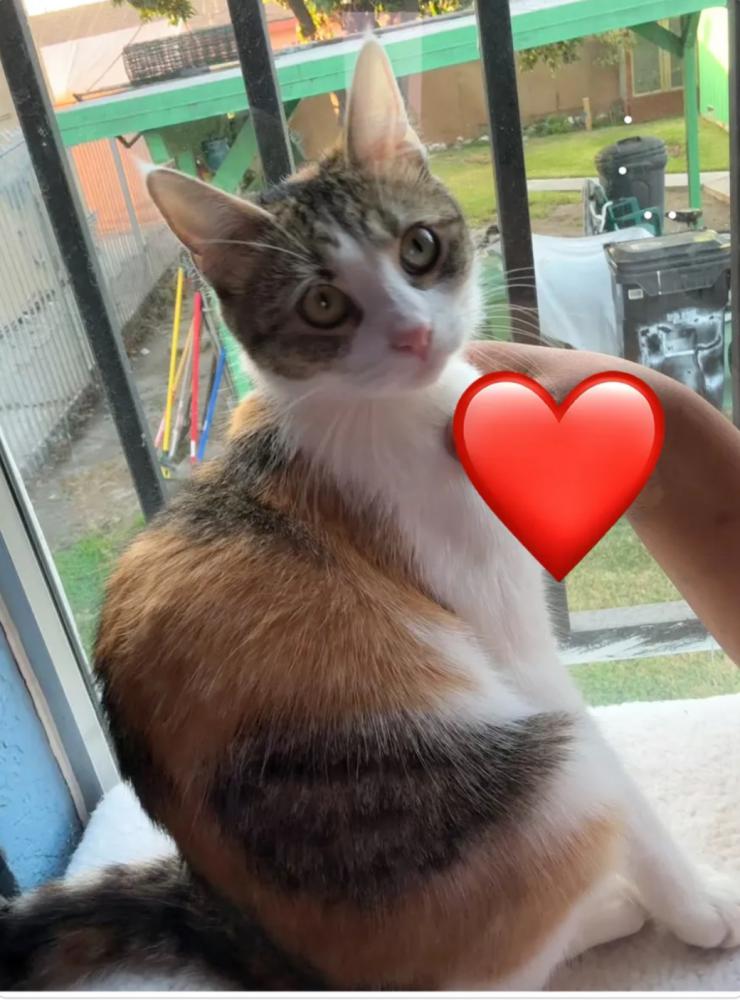 Image of Journee, Lost Cat