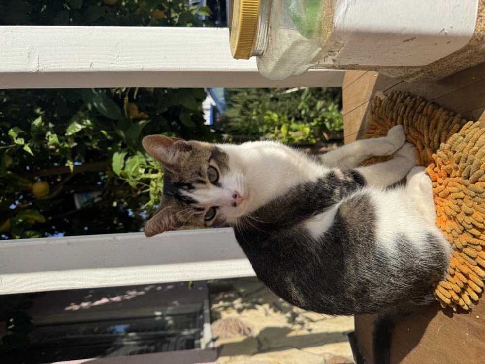 Image of Charlie, Lost Cat