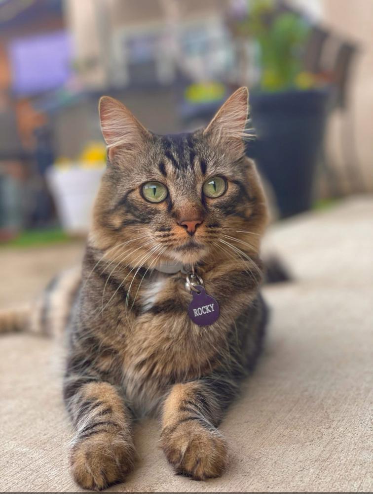 Image of Rocky, Lost Cat