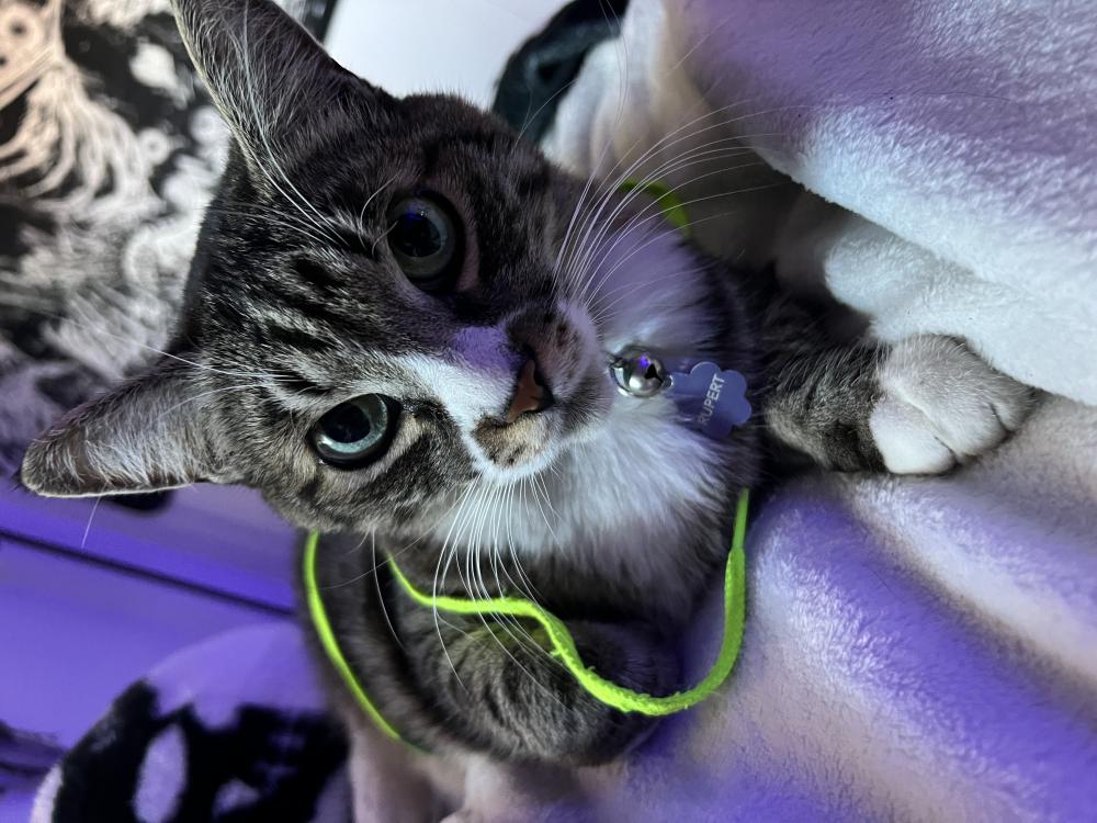 Image of Rupert, Lost Cat