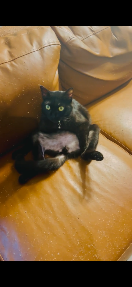 Image of Cali, Lost Cat