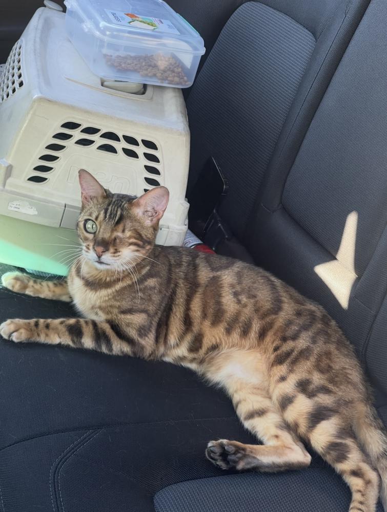 Image of Zuko, Lost Cat